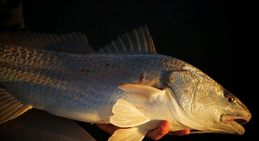 Fly fishing for Redfish in the Lower Laguna Madre